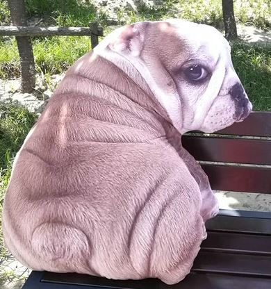 peluche bouledogue