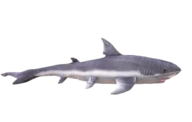 Peluche en forme de requin à câliner